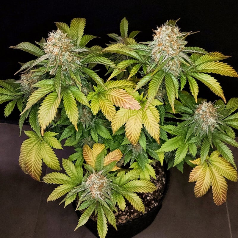 Semillas Dutch Passion - Banana Blaze de 3 Unidades - Feminizadas - Image 3