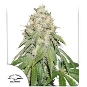 Semillas Dutch Passion - Banana Blaze de 3 Unidades - Feminizadas